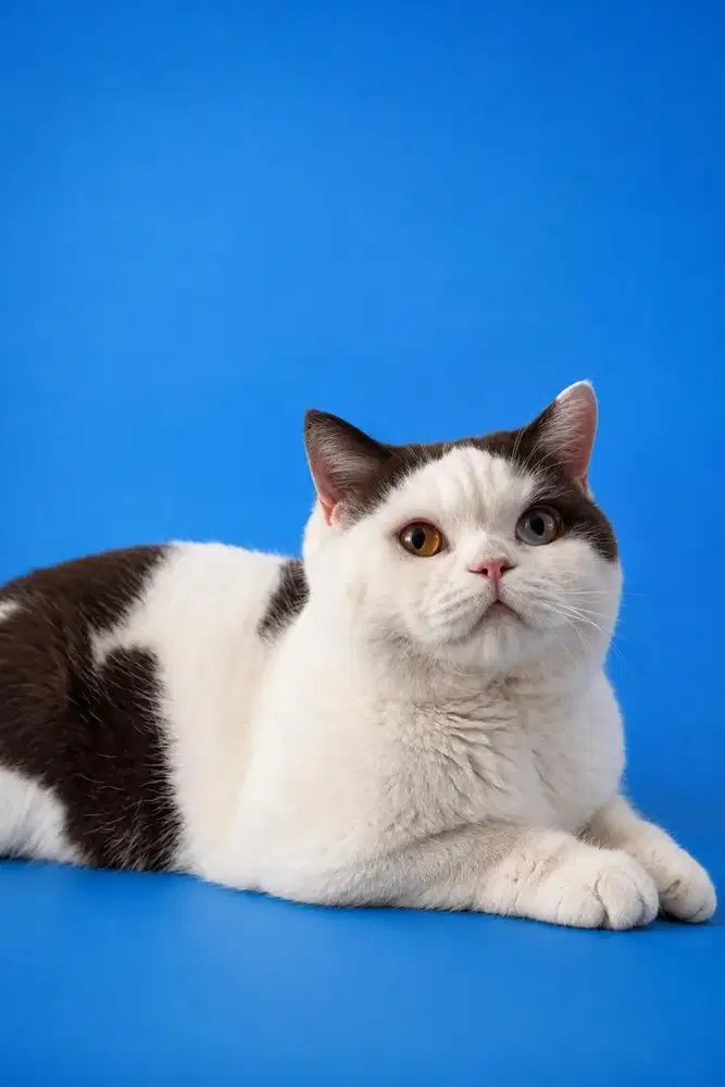 British shorthair jantan pedigree