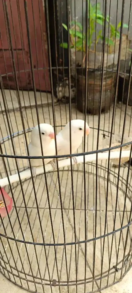 Albino MH retina merah harga per ekor