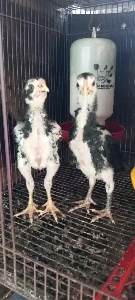 anakan ayam pakhoy darah menangan
