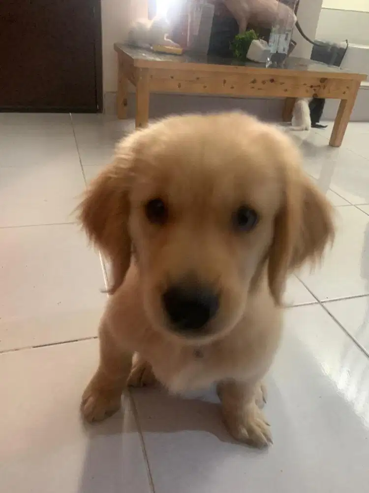 Jual golden betina umur 4 bulan
