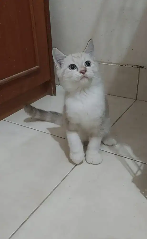 Kucing ragdoll mix british shorthair kitten bsh mix ragdoll