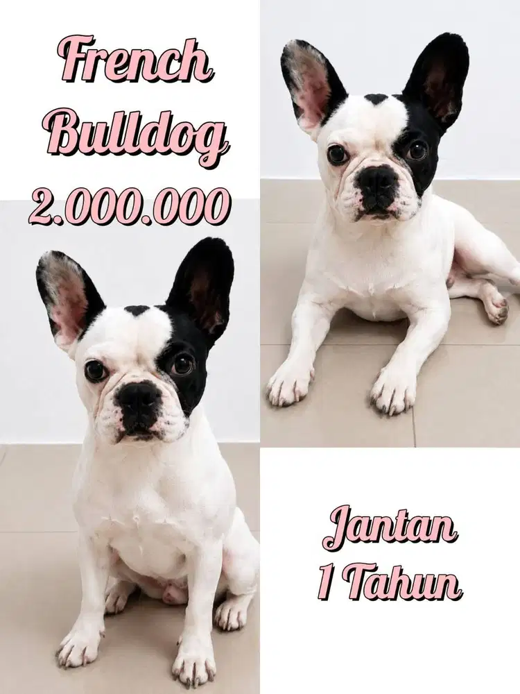 JUAL FRENCH BULLDOG