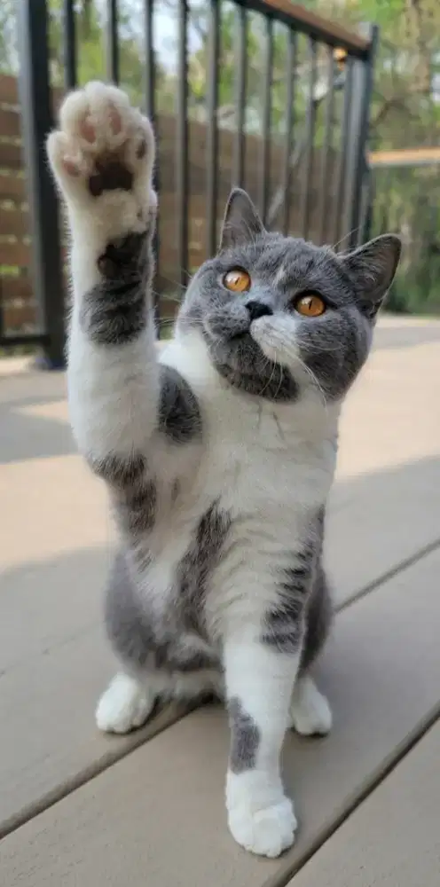Bsh jantan jago kawin