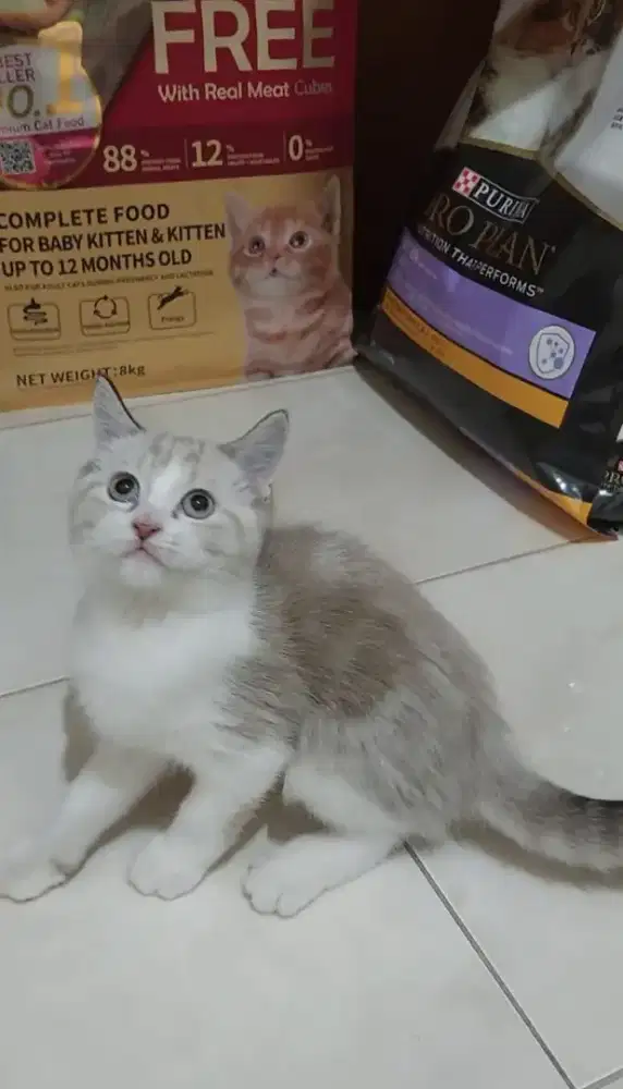 Kitten ragdoll mix bsh kucing ragdoll mix british shorthair