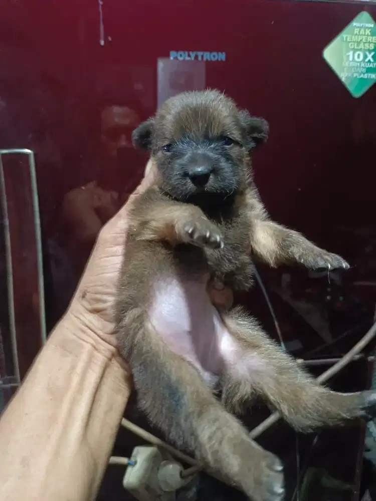 Anak anjing usia 3 minggu cewek