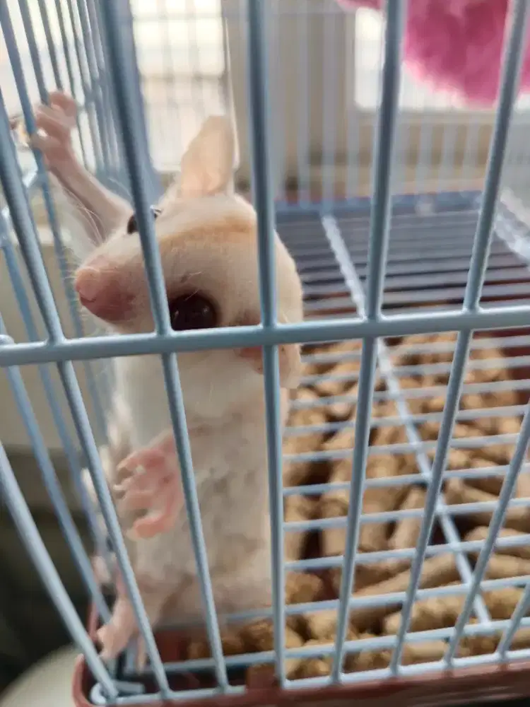 Sugar Glider Albino JANTAN