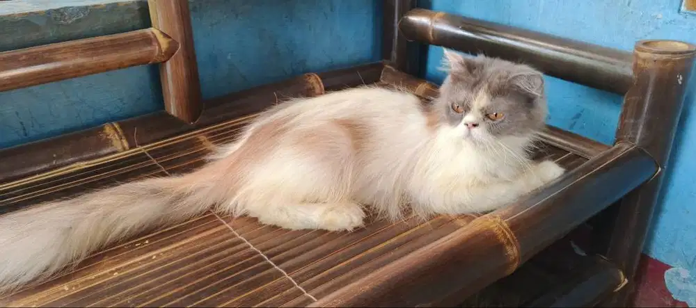 Kucing Persia flatnose proven