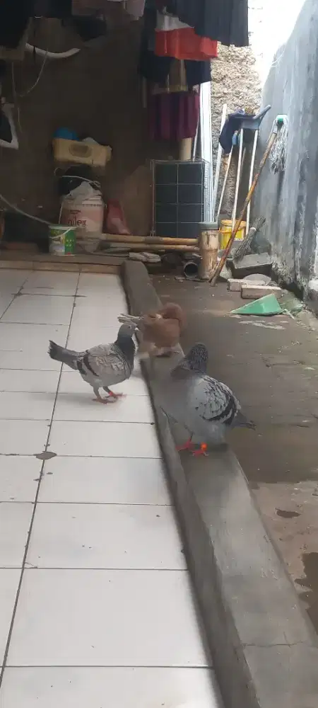 burung dara sepasang giring