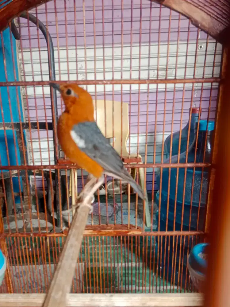 Anis merah jantan rapih mabung
