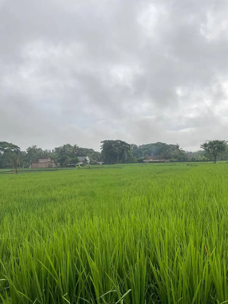 DIJUAL SAWAH DI NANGGULAN