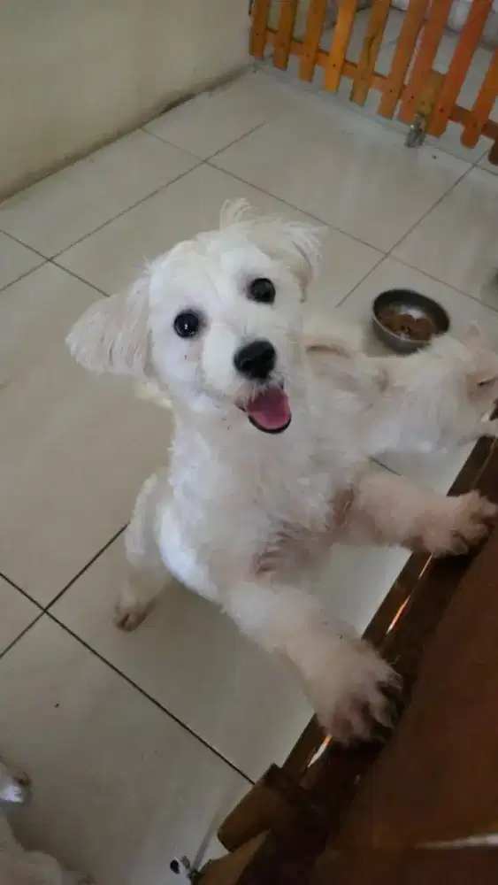 Maltese betina asli