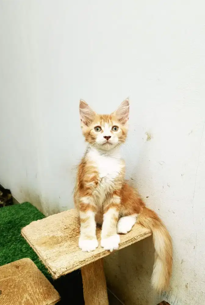 Kitten MaineCoon Betina Pure No mix. Induk Ped CFA Maine Coon