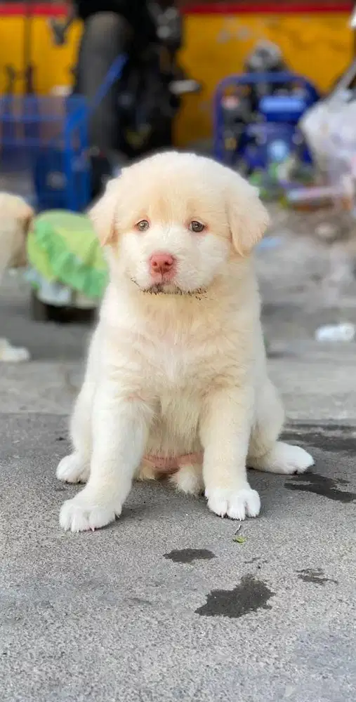 Labrador retriever mix Samoyed