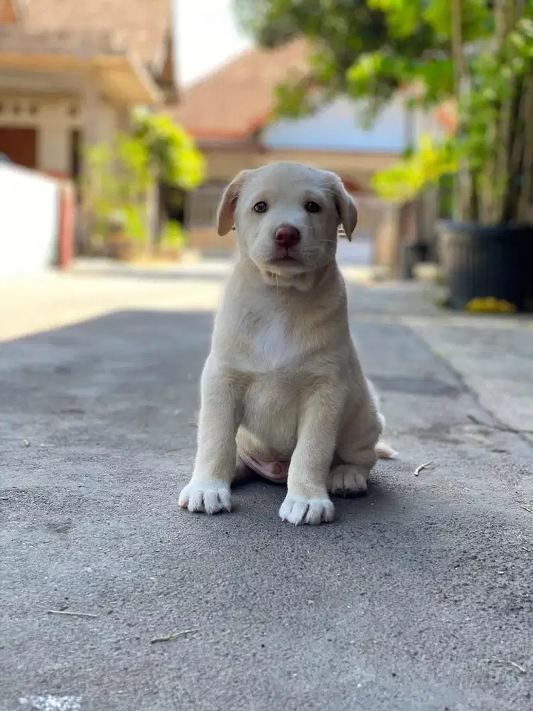 Mix Labrador retriever