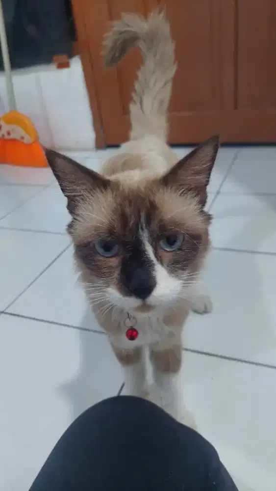 Kucing Ragdoll mix Siam