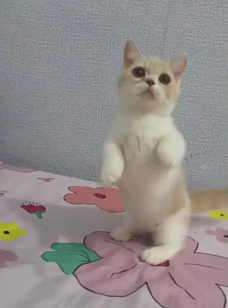 Kitten bsh munchkin jantan