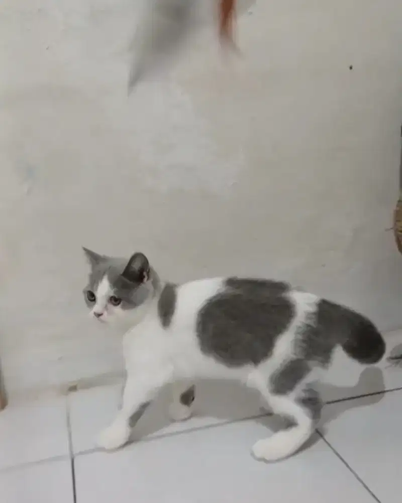 Kitten bsh jantan