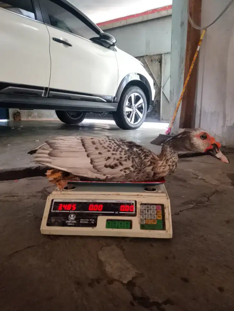 Entok besar ukuran 3kg