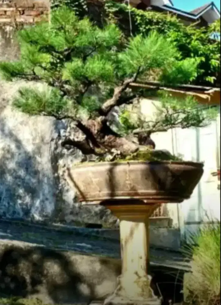 Bonsai Cemara Udang