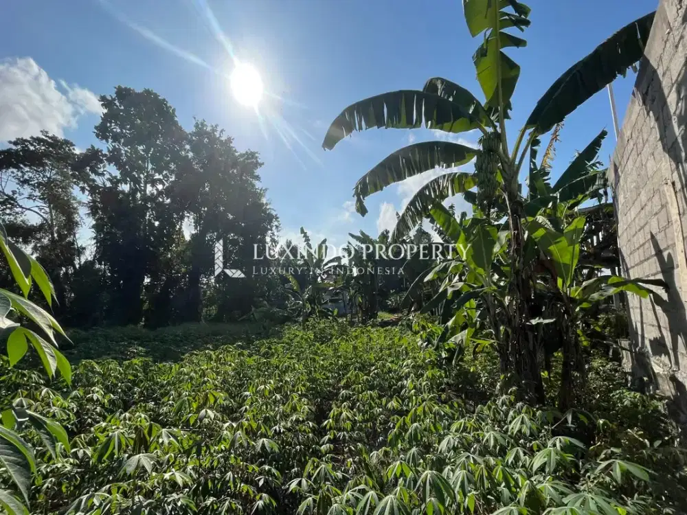 DISEWAKAN JANGKA PANJANG TANAH SELUAS 4 ARE DI UBUD