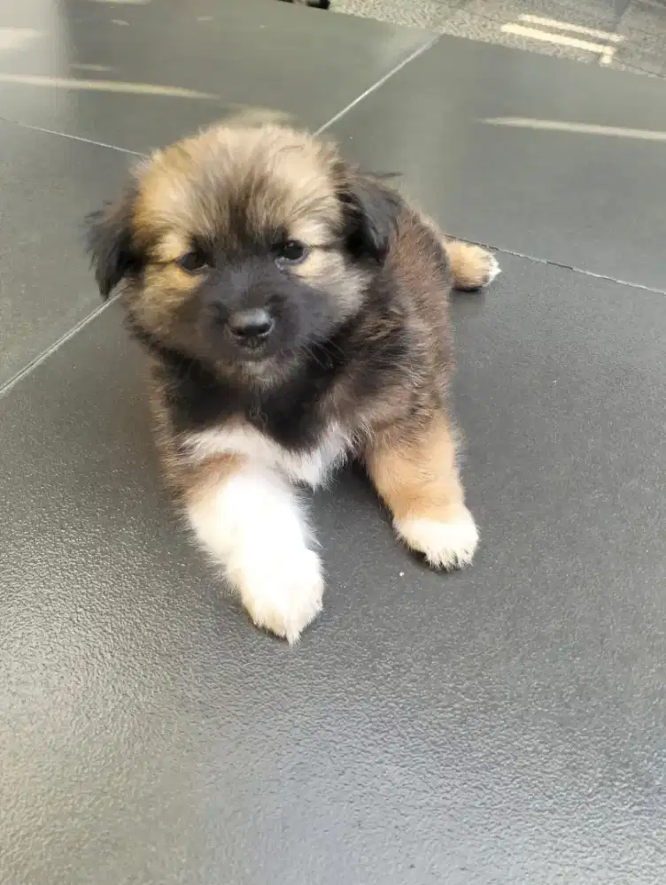 Puppy Pom Mix Gemoy