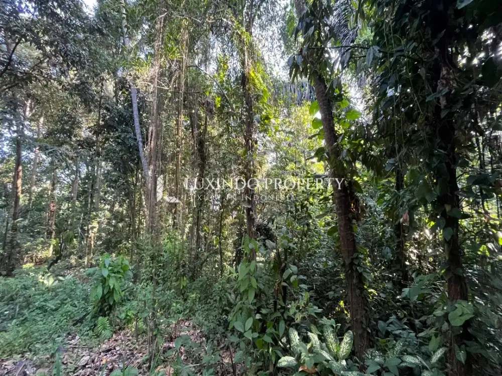 DISEWAKAN JANGKA PANJANG TANAH SELUAS 30,7 ARE DI SAYAN, UBUD
