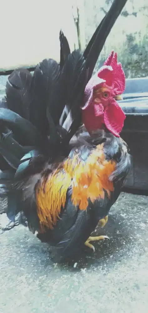Jual ayam Kate ad 8 , 4 jantan, 2 betina, 2 anak an jual cepat nego