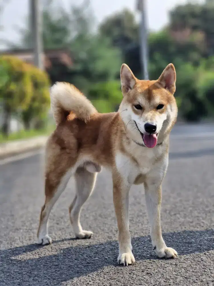 Shiba inu jantan Red stambum