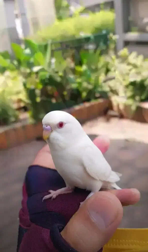 Burung Parkit Lokal Albino Mata Merah Jinak