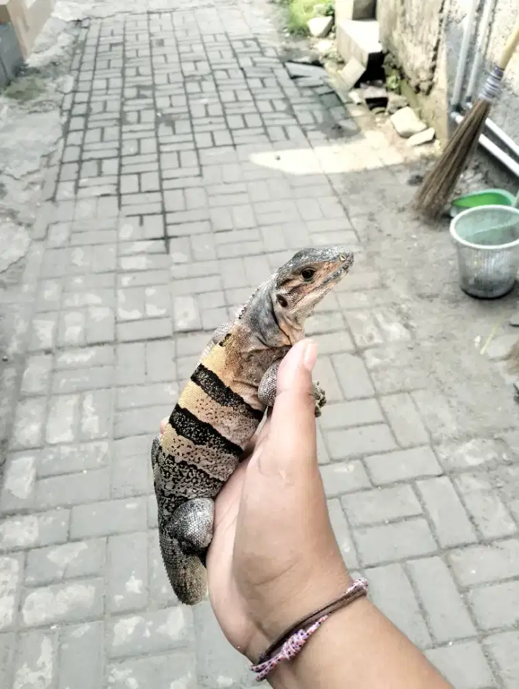 Iguana similis betina