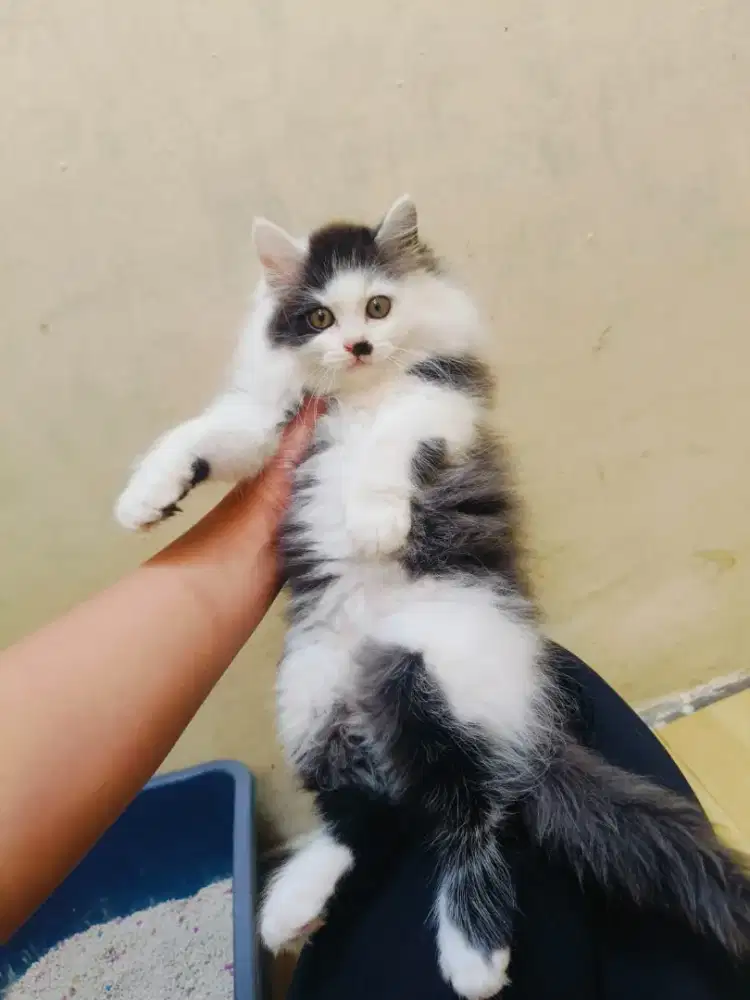 Persia hitam putih