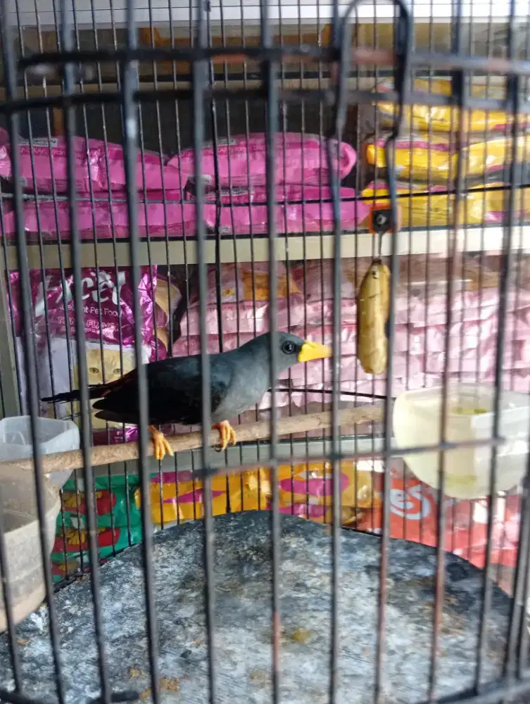 Burung rio2 rajin bunyi jantan