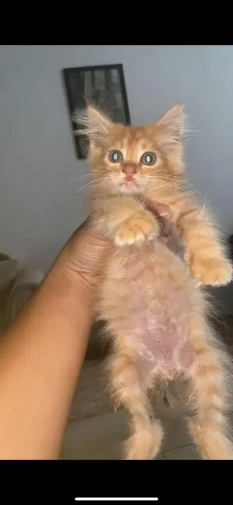 Kitten mixdome jantan