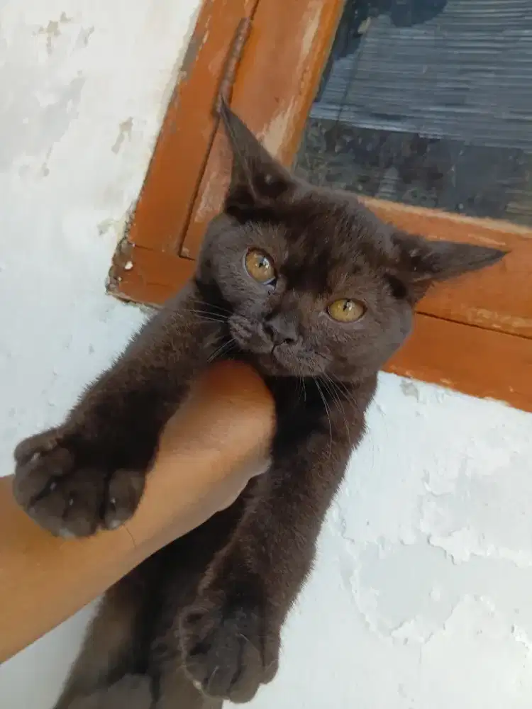 Bsh pure blakcoco betina 4bulan parents bsh blue x bsh choco