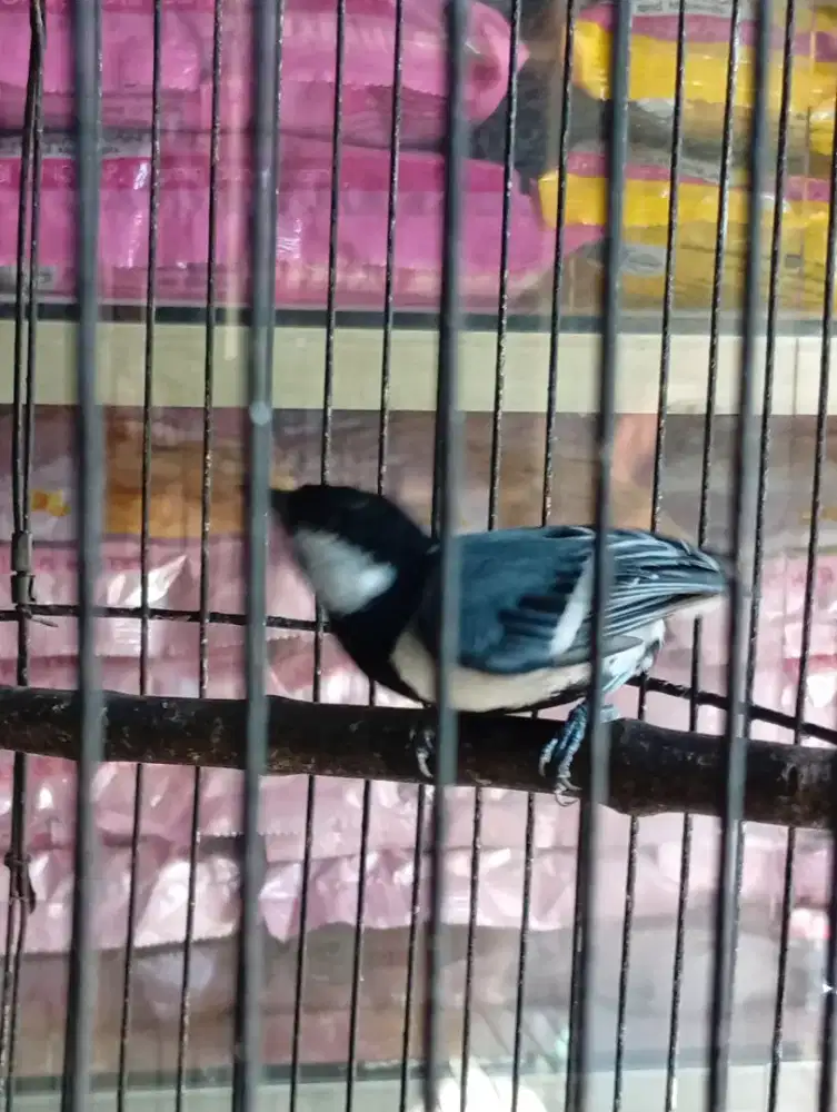 Burung glatik batu jantan bunyi semaunya