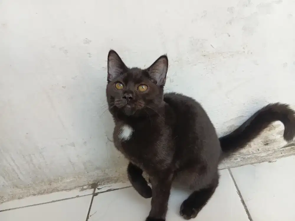 Bsh pure blaksolid betina 4bulan parents bsh blue x bsh choco