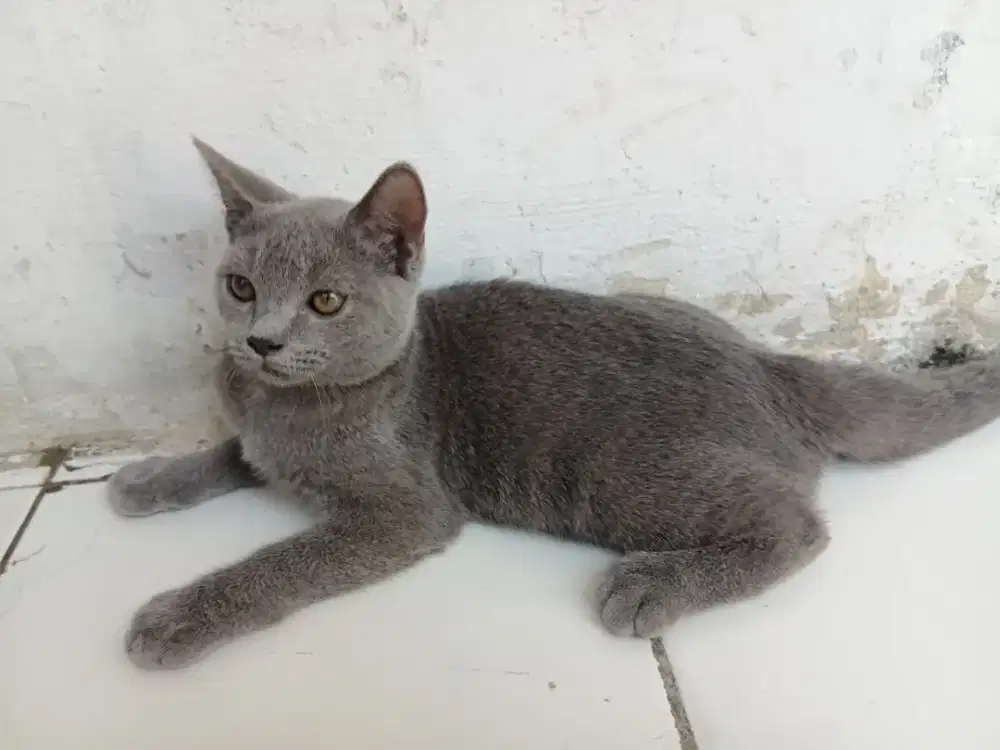 Bsh pure bluesolid jantan 4bulan parents bsh blue x bsh choco