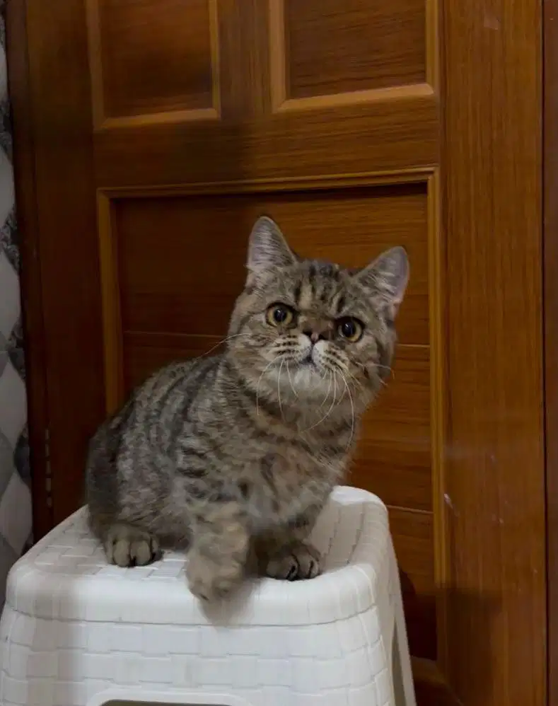BSH MUNCHKIN JANTAN TABBY / FLAT NOSE EXO