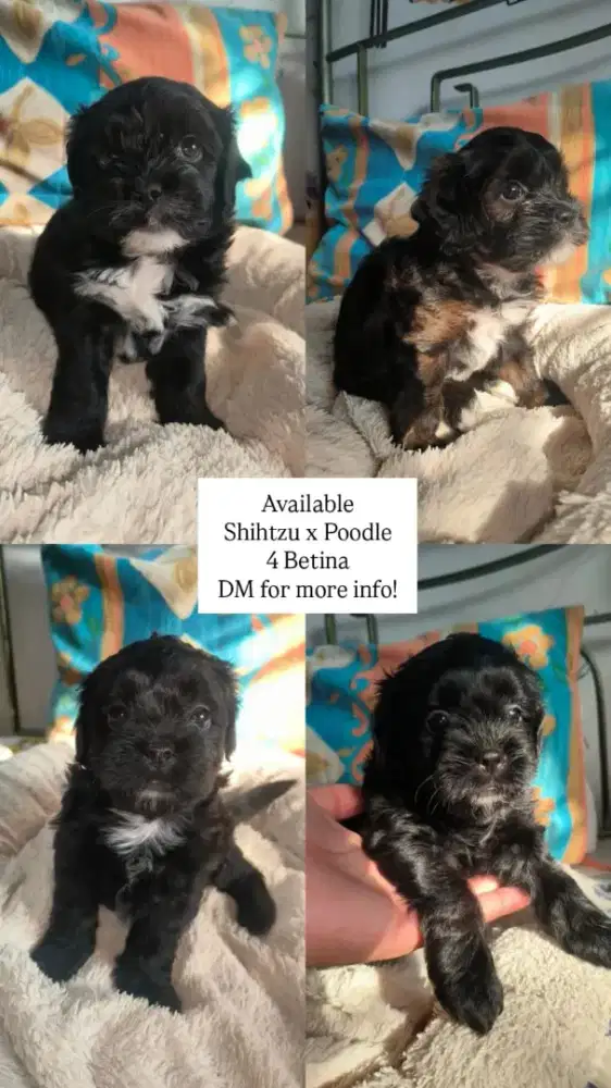 Anjing mix, female and male