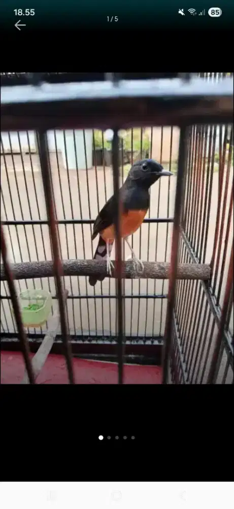 burung murai betina