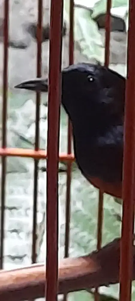 Murai Batu Ori Hutan
