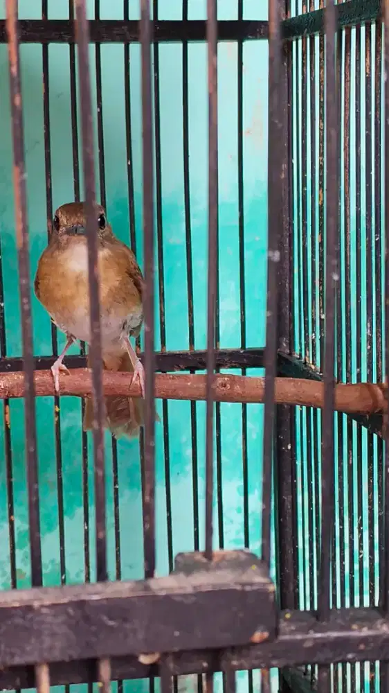 Jual burung pulset