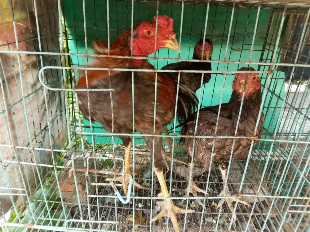 Jual ayam 3 ekor