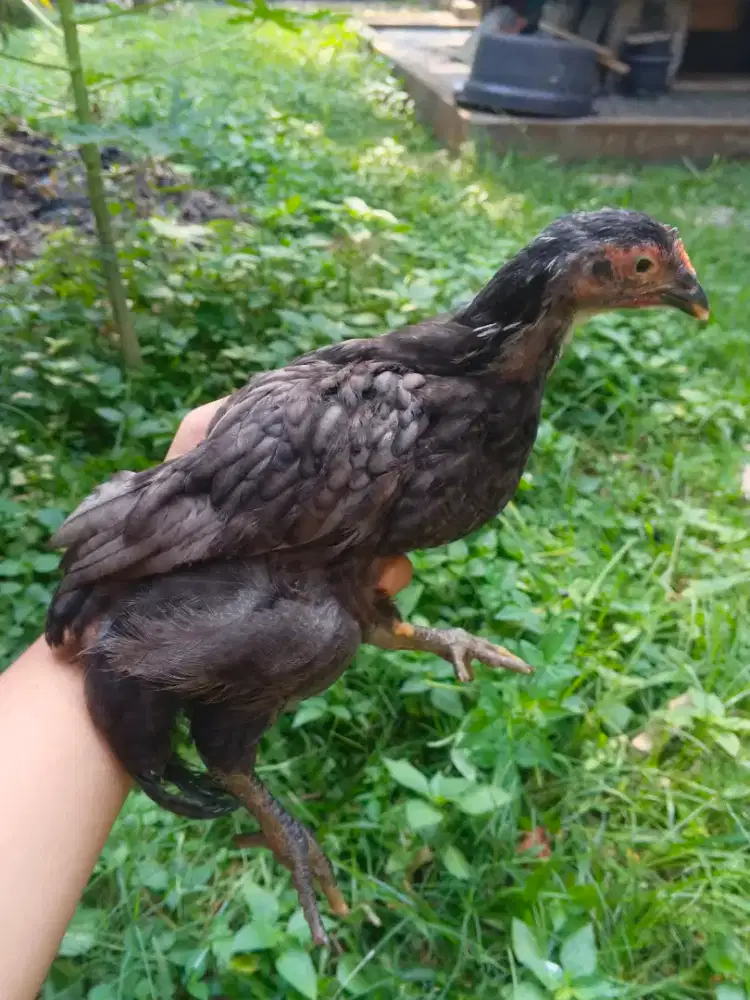 Ayam Kub Umur 3 Bulan, 1 Ekor