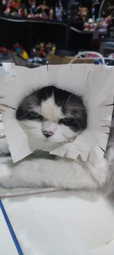 Kucing Persian longhair