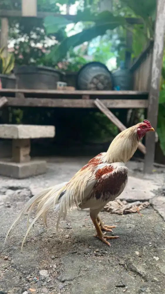 Ekor lidi super elid super mewah