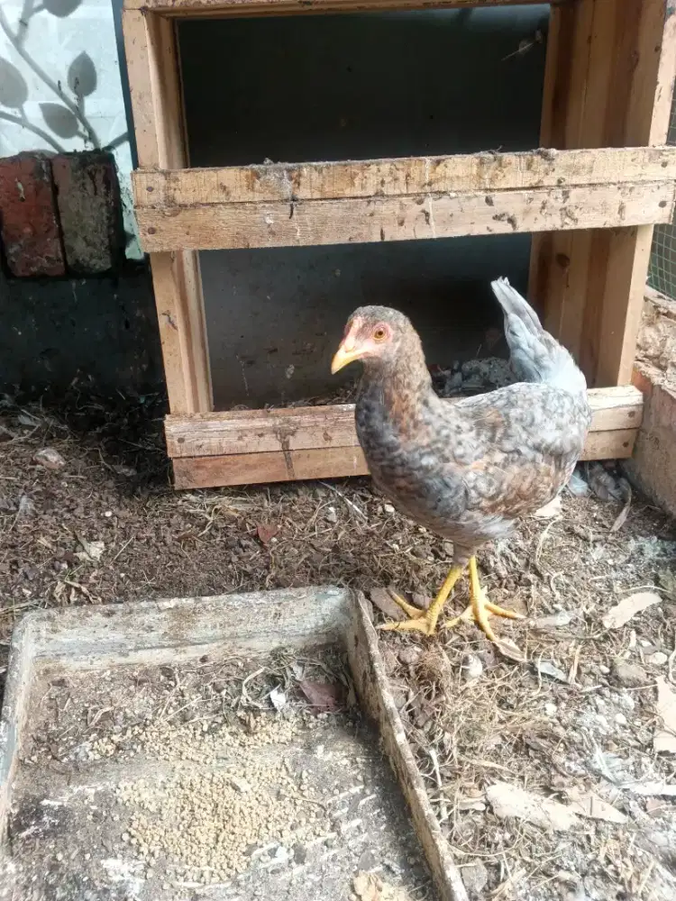 Ayam Elba Umur 4.5 Bulan, Ada 1 Ekor