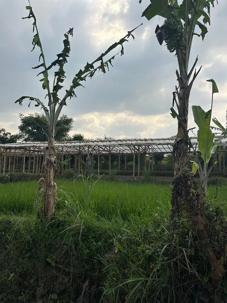 Tanah pinggir jalan, tanam padi / sawah dan bunga. Dijual Cepat
