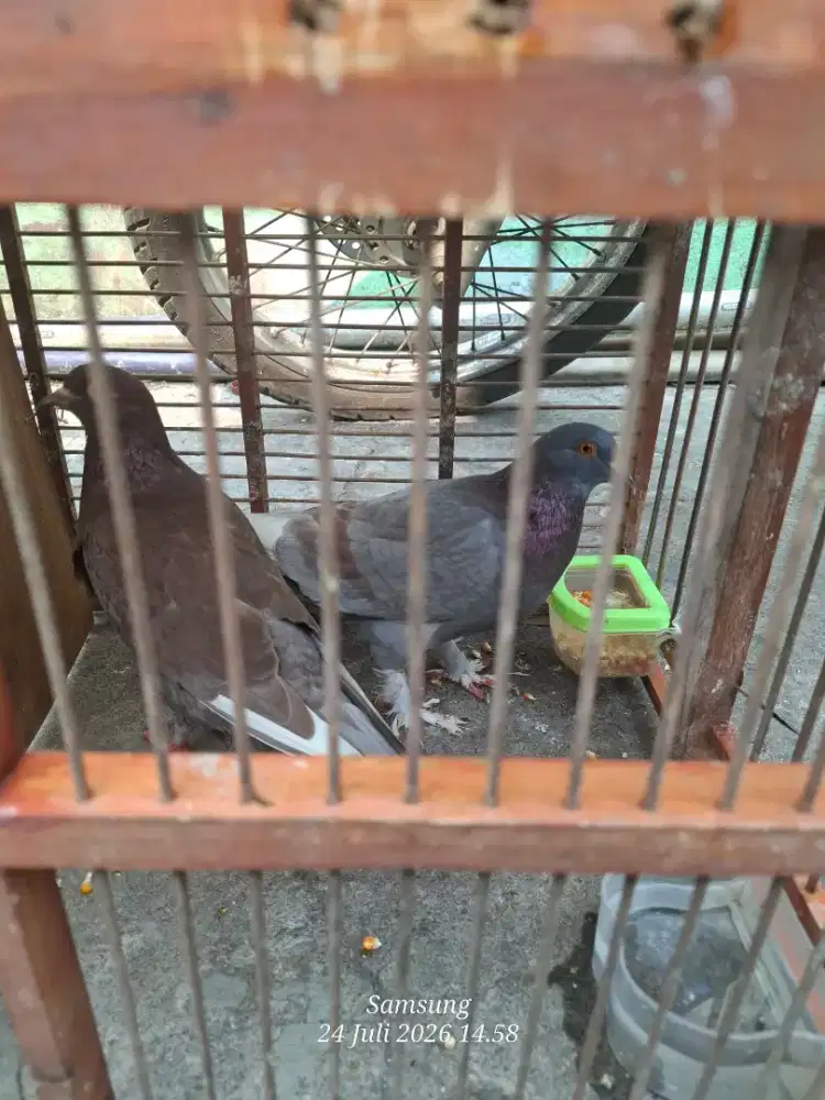 burung merpati jebros