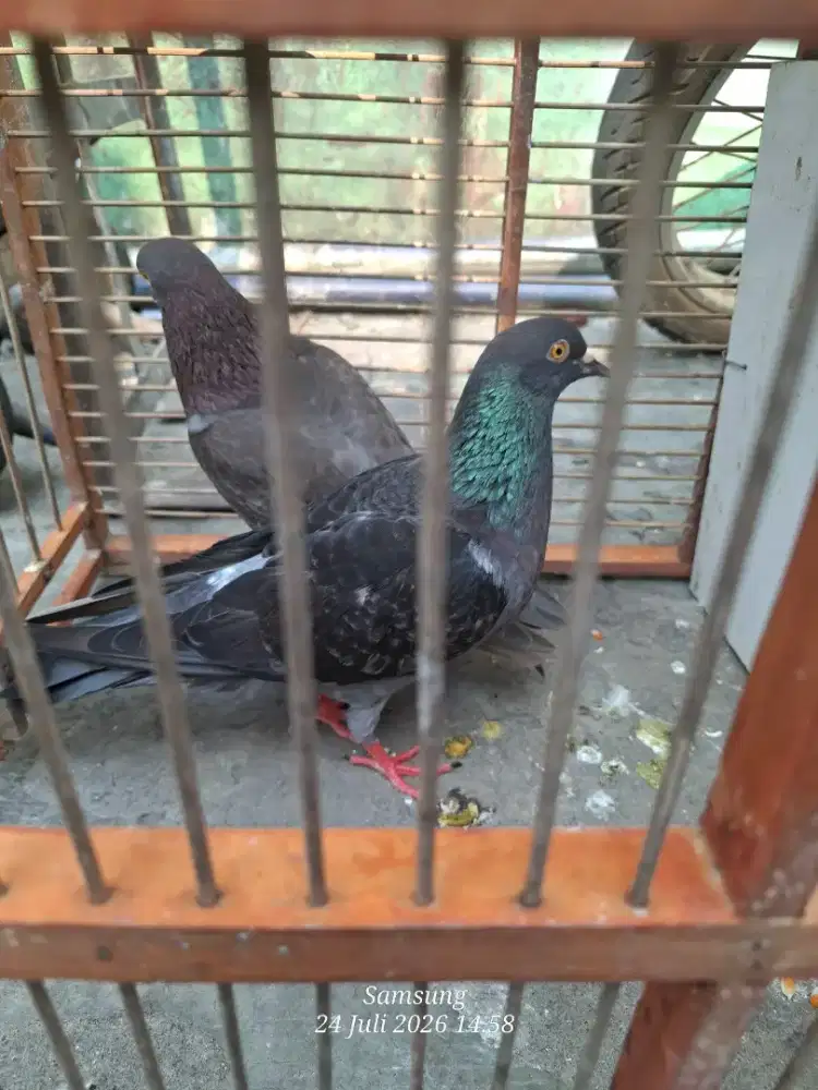 burung merpati jebros